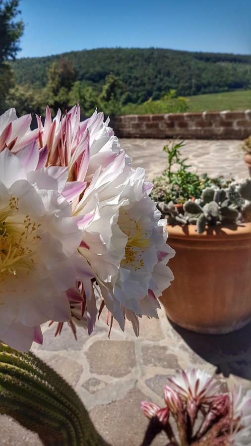 Sonnellino In Maremma Villa Massa Marittima Eksteriør bilde