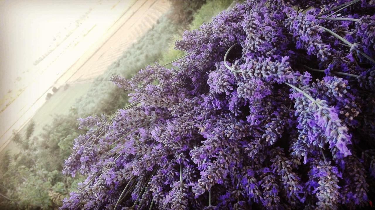 Sonnellino In Maremma Villa Massa Marittima Eksteriør bilde