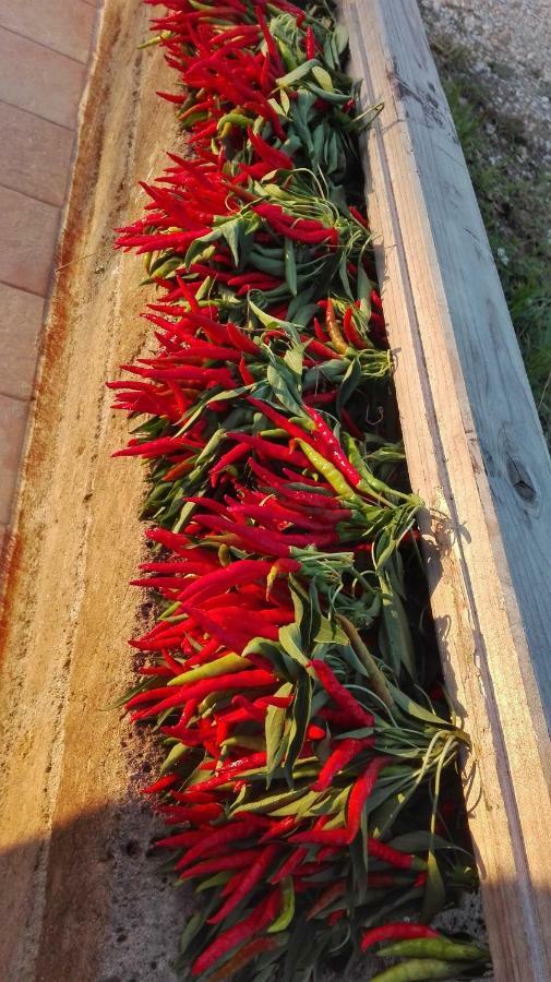 Sonnellino In Maremma Villa Massa Marittima Eksteriør bilde